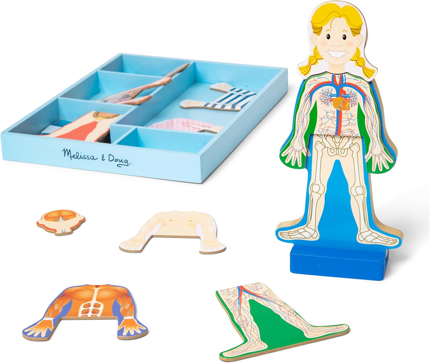 Melissa-Doug-Magnetic-Human-Body-Anatomy-Play-Set-with.jpg Melissa & Doug Magnetic Human Body Anatomy Play Set with 24 Magnetic Pieces and Storage Tray - Image 1